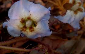 Image result for Trichodesma physaloides