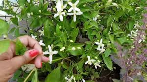 Once you know which type you have, you if you love clematis vines the way i do, you will want to grow a lot of them. 281 à¤• à¤² à¤® à¤Ÿ à¤¸ à¤• à¤¬ à¤° à¤® à¤œ à¤¨à¤• à¤° Fragrant Flower Clematis Youtube
