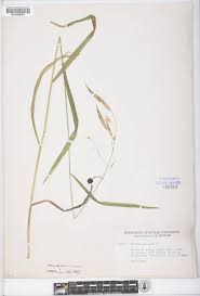 Image result for Bromus  kalmii