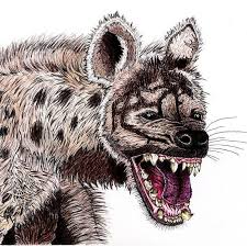 Hiena Drawing Ilustration Art Colorpencil Hyena Animalportrait Wildanimals Anger Fear Madhyena Hiena