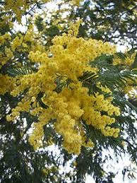 Maybe you would like to learn more about one of these? Acacia Dealbata Wikipedia