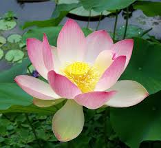 Image result for Lotus discolor