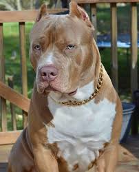 Pin On American Bully