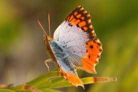 Image result for Allophylus whitei