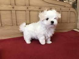 You'll love their sweet nature. Teacup Maltese Puppies Sale Dogs Maltese Puppies For Sale Maltese Puppy Teacup Puppies Maltese Teacup Puppies