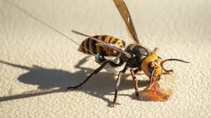 Honeybees Use Poop To Ward Off Those Terrifying Murder Hornets Cnn Charlotte hornets‏подлинная учетная запись @hornets 2 ч2 часа назад.