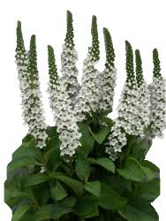 Image result for Lysimachia