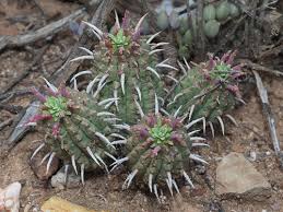 Image result for Euphorbia papillosicapsa