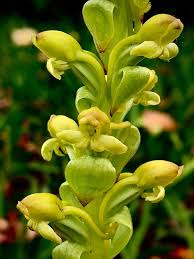 Image result for Satyrium chlorocorys
