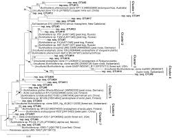 Image result for Rytigynia sp. M