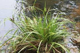 Image result for Cyperus nuerensis