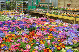 We did not find results for: Sir Graham Brady Why Can Tesco Sell Flowers But Not The Stalls In My Local Market Daily Mail Online