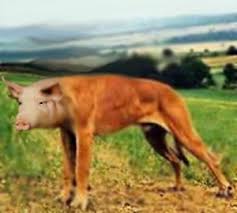 images?q=tbn:ANd9GcTJ21sDXWsvQZCb6CjtPuc