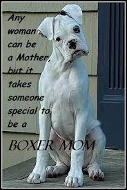 everything about the fun loving boxer puppy size boxerdogsofinstagram101 boxerdogsofnewyork boxerdogshumor boxer dogs boxer puppies dog quotes