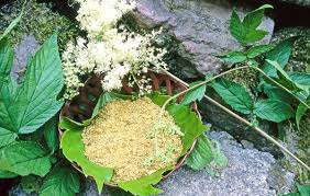 Maybe you would like to learn more about one of these? Comment Se Soigner Naturellement Avec La Reine Des Pres