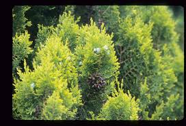 Image result for Platycladus orientalis