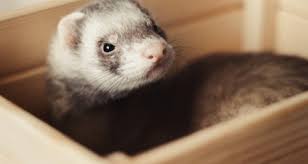 With the increase in all service costs we've been receiving, we've found a way to ensure that our customers get the best possible pricing experience at ferret.com. Ferrets As Pets Is A Ferret The Right Pet For You Petcoach