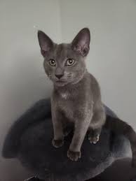 Knox County Indiana Lost and Found Pets