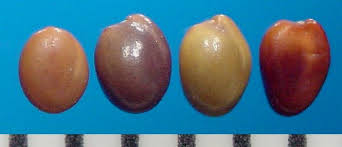 Image result for Trifolium semipilosum