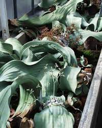 Image result for Welwitschiella