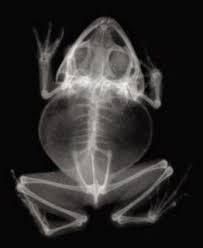 Ohio West X Ray Vision Skeleton For Kids X Ray Frog Tattoos