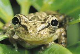 Wenn Der Frosch Im Hals Nicht Verschwinden Will Arbeitsschutz Haufe