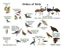 bird classification lecture and handouts birds wild birds