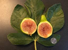 For each year of the tree's age, maxing. Figs Cherry Point Palms Nursery