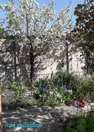 Migliaia di nuove immagini di alta qualità aggiunte ogni giorno. Alberi Da Frutta E Fiori Alberi Da Frutto Giardino Fiori