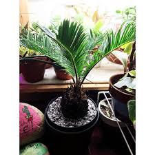 A sago palm tree does well in containers & looks exotic. Welcome Home Little Sago Palm Indoorgarden