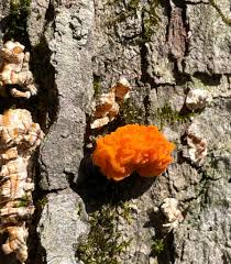 Image result for Nidorella auriculata