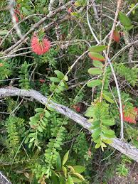 Image result for Melaleuca hypericifolia