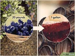 How To Start A Vineyard (With Pictures) - Wikihow