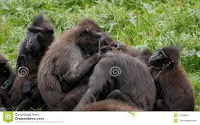Sulawesi Macaque / Crested Black Macaques / Macaca Nigra Group, Hugging And  Performing Mutual Grooming. Stock Image - Image of together, black:  122668077