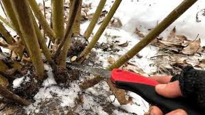 Physocarpus Opulifolius Diablo Finegardening Ninebark is not only an extremely versatile plant;
