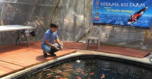 So i am running 3 filters and 3 pumps on a 3000 gallon pond. Help Is My Koi Sick Diagnose Symptoms Koi Fish Diseases With Free Health Checklist