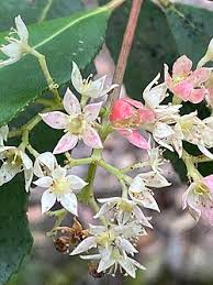 Image result for Ceratopetalum