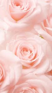 Kostenloses Pink Roses Flower Wallpaper Fur Iphone Und Android Android Flower Iphon Wallpaper Iphone Roses Rose Flower Wallpaper Flower Iphone Wallpaper