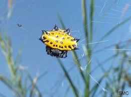 Black And Yellow Striped Spider Uk Pin On Spiers Bites