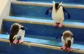 No penguins havenot any backbones. Today S Penguin Update They Are Going Down Some Stairs Digg