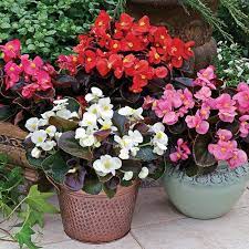 Bada Boom Mix Wax Begonia Flower Pots Annual Flowers Begonia