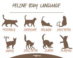 Cat Body Language Examples And Pictures