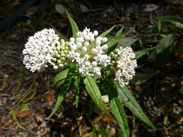 Image result for Asclepias schumanniana