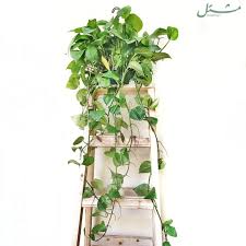 We did not find results for: Golden Pothos Mashtal Garden Centers