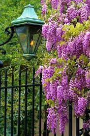 Cascading Wisteria Wisteria Beautiful Flowers Beautiful Gardens