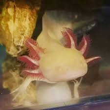 Albino (white with white eyes, leucistic (white with black eyes), gfp albino (white/yellow glow in the dark with yellow glowing eyes) or gfp. Latest Axolotl Amino Amino