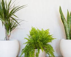 This list of indoor gardening basics will help you get started off on the right path! Houseplant 101 Beginners Guide To Houseplants Rhs Rhs Gardening