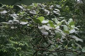 Image result for Ficus oreodryadum