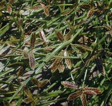 Image result for Cyperus sp.no.7