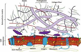 We did not find results for: Major Extracellular Matrix Components And Their Interactions With Each Download Scientific Diagram